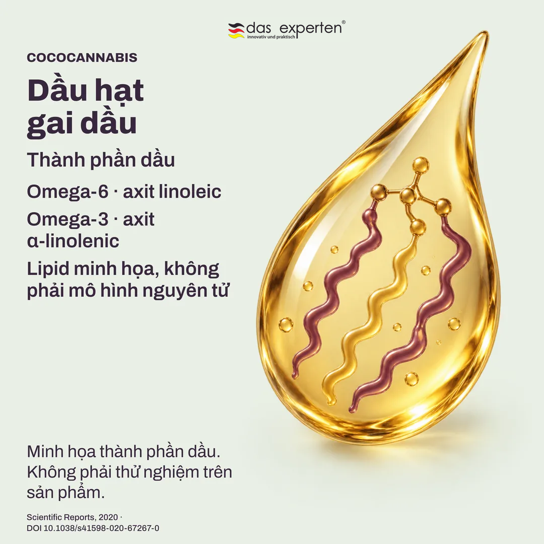 Lipid minh họa của dầu hạt gai dầu: omega 6 axit linoleic và omega 3 axit α linolenic trong thành phần dầu