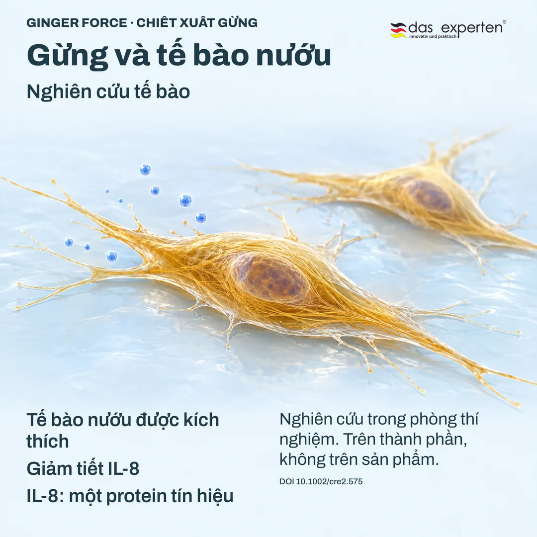 Minh họa tế bào nướu được kích thích giảm tiết IL 8, một protein tín hiệu, với chiết xuất gừng trong nghiên cứu tế bào