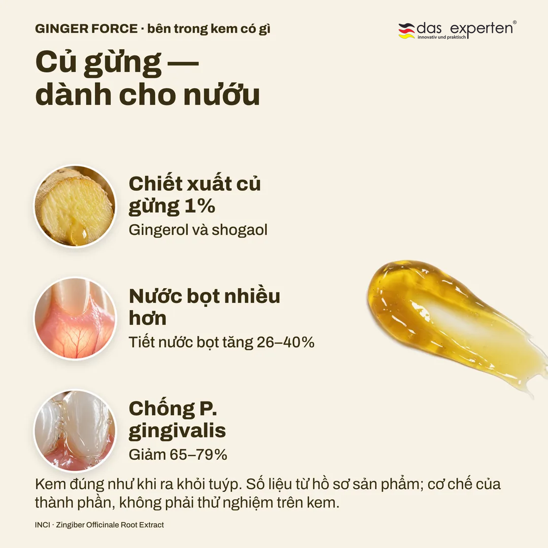 Củ gừng, dành cho nướu, Chiết xuất củ gừng 1%; Nước bọt nhiều hơn; Chống P. gingivalis