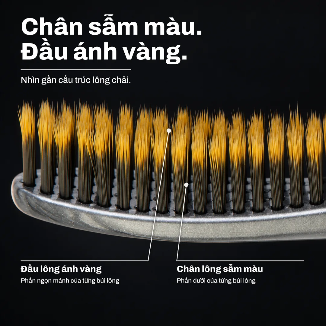 Chân sẫm màu. Đầu ánh vàng. Nhìn gần cấu trúc lông chải. Đầu lông ánh vàng: Phần ngọn mảnh của từng búi lông. Chân lông sẫm màu: Phần dưới của từng búi lông.