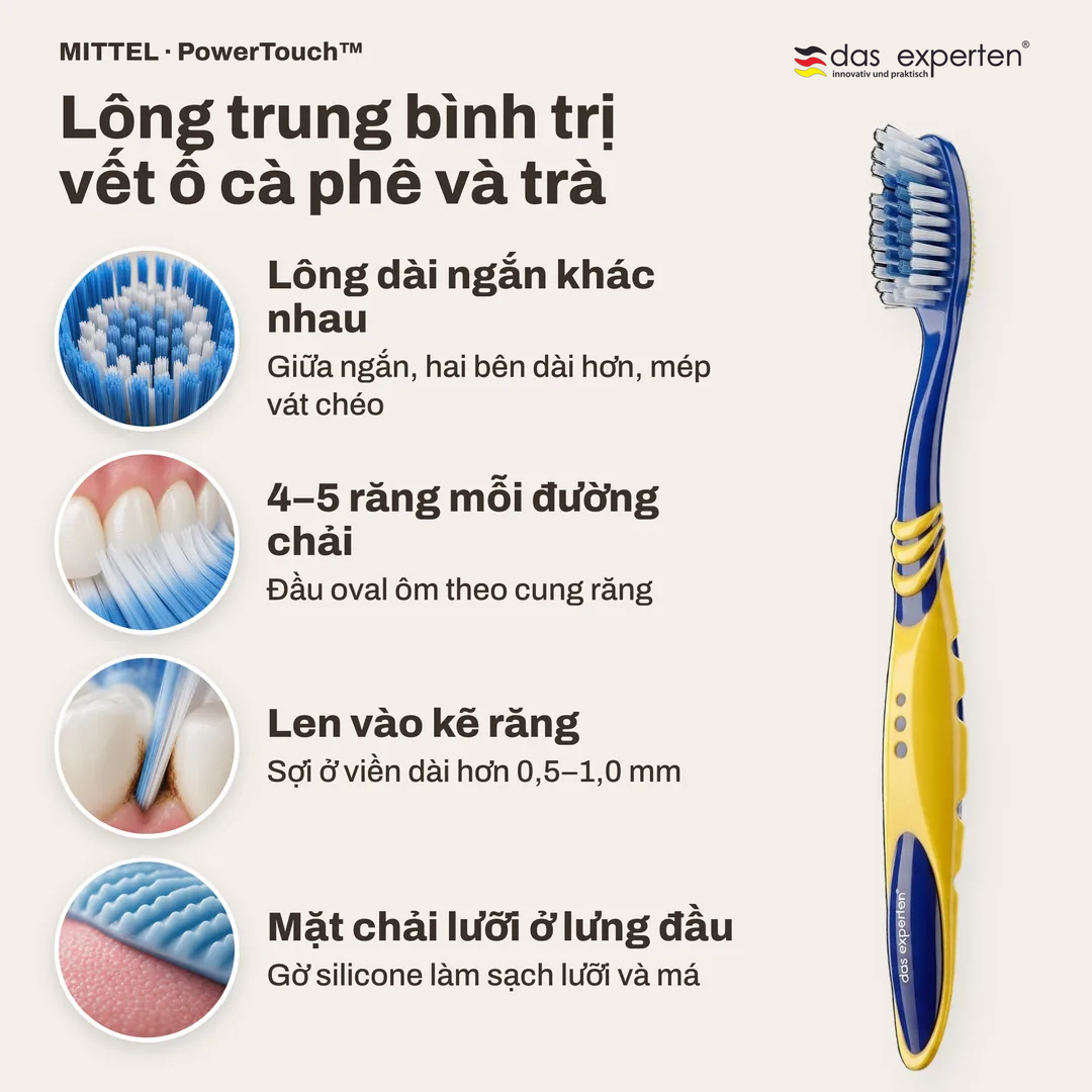 Lông trung bình trị vết ố cà phê và trà, Lông dài ngắn khác nhau; 4 đến 5 răng mỗi đường chải; Len vào kẽ răng; Mặt chải lưỡi ở lưng đầu