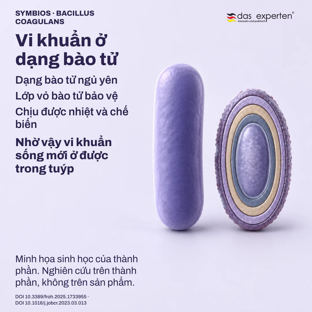 Hình minh họa bào tử ngủ yên với lớp vỏ bảo vệ, bên cạnh dạng thể sinh dưỡng, sinh học của thành phần