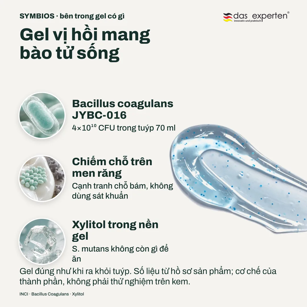 Gel vị hồi mang bào tử sống, Bacillus coagulans JYBC 016; Chiếm chỗ trên men răng; Xylitol trong nền gel