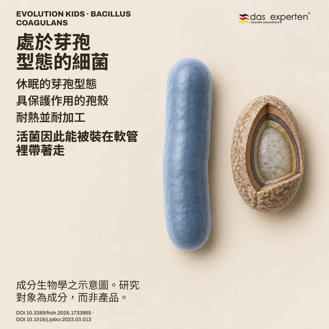 示意圖：具保護孢殼的休眠 Bacillus coagulans 芽孢，旁為桿狀型態，屬成分示意