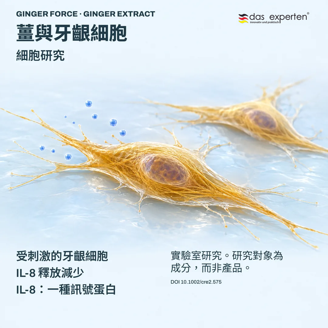 受刺激的牙齦細胞與薑萃取物示意圖：細胞研究中 IL 8 釋放減少