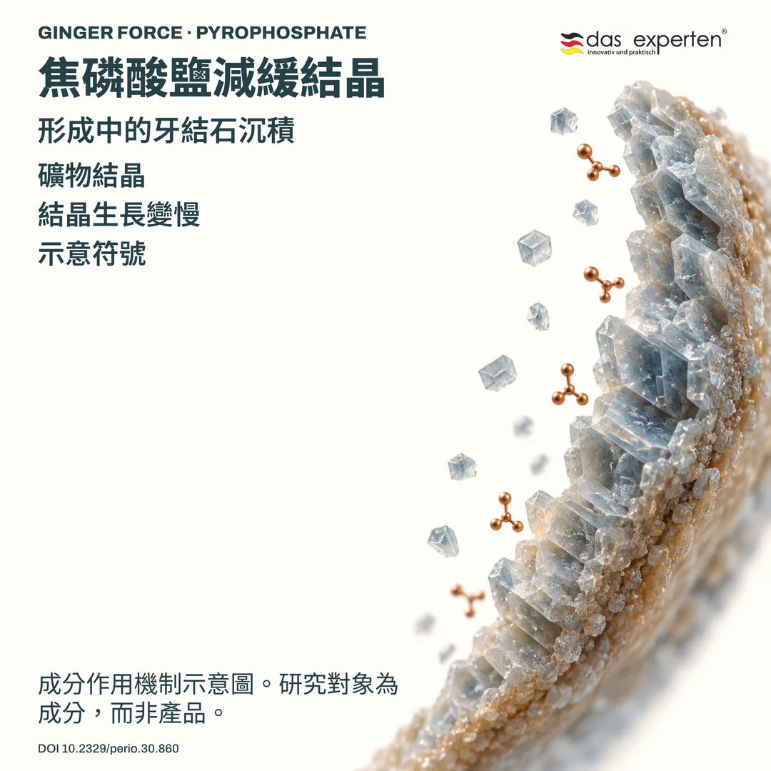 形成中的牙結石內礦物結晶示意圖：焦磷酸鹽減緩結晶生長