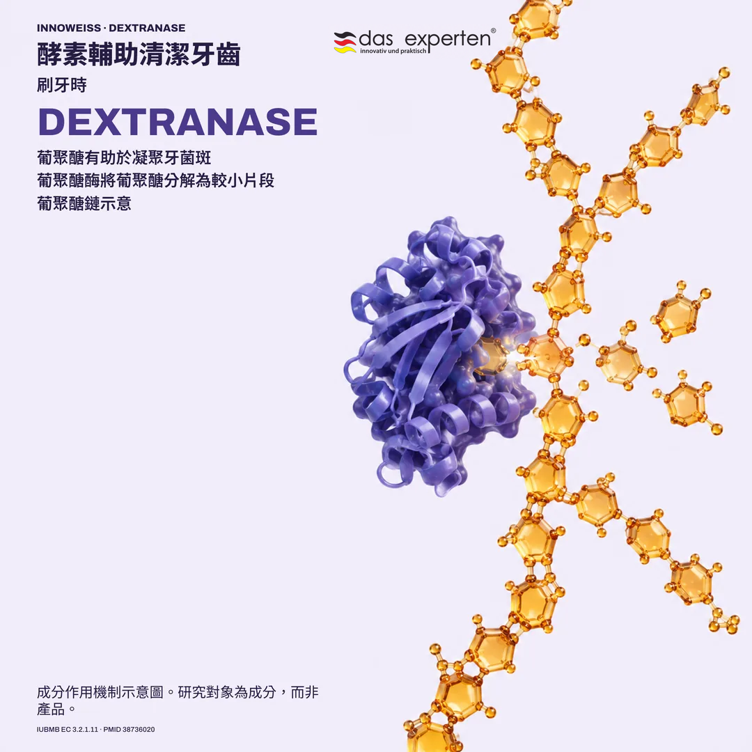 葡聚醣酶分解牙菌斑中葡聚醣鏈的示意圖：酵素在刷牙時輔助清潔牙齒