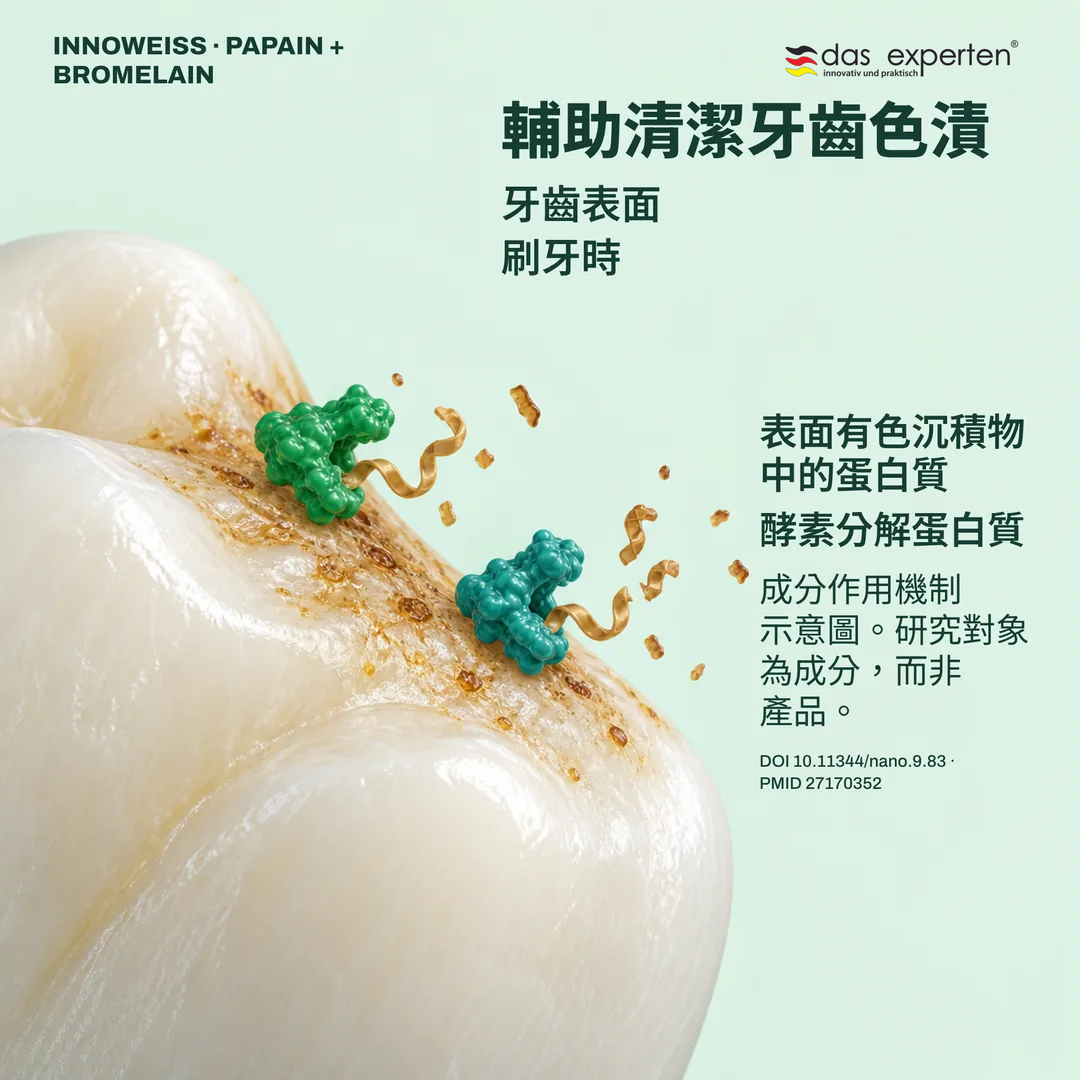 木瓜酵素與鳳梨酵素分解牙齒表面色漬中蛋白質的示意圖：刷牙時輔助清潔色漬