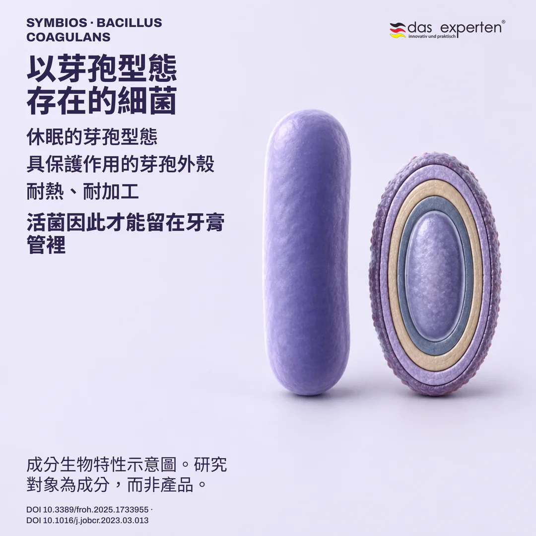 示意圖：休眠芽孢與其保護外殼，旁為營養型細胞，說明成分的生物特性