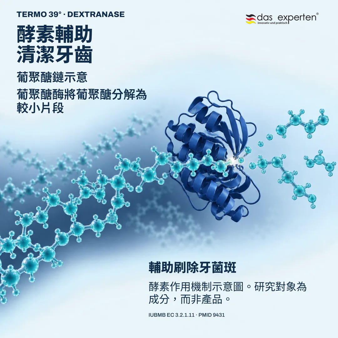 葡聚醣酶分解葡聚醣鏈的示意圖：酵素輔助刷除牙菌斑