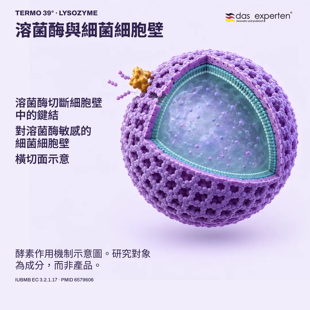 橫切面示意圖：在對溶菌酶敏感的細菌細胞壁中，溶菌酶切斷鍵結